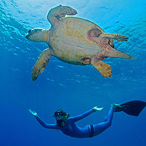 Caretta Caretta